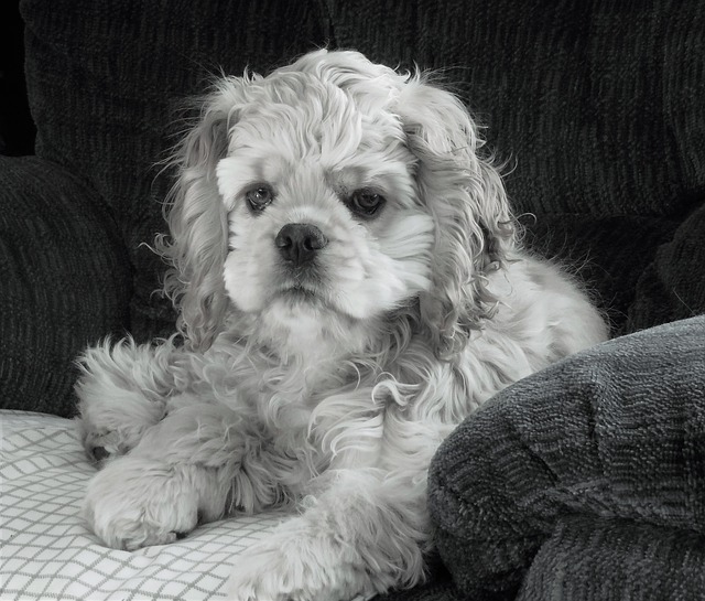 Signs That Your Dog Is Upset